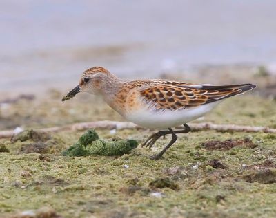 Kleine Strandloper - Little Stint