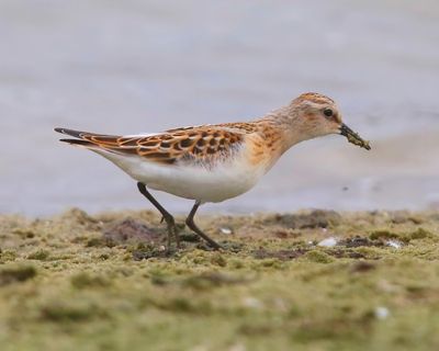 Kleine Strandloper - Little Stint