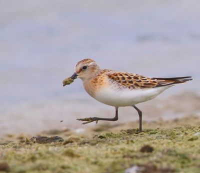 Kleine Strandloper - Little Stint