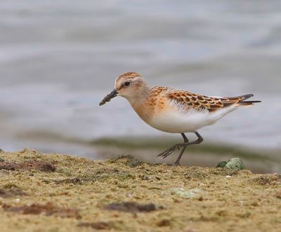 Kleine Strandloper - Little Stint