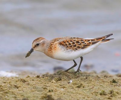 Kleine Strandloper - Little Stint