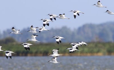 Kluten - Pied Avocets