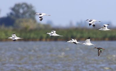 Kluten - Pied Avocets