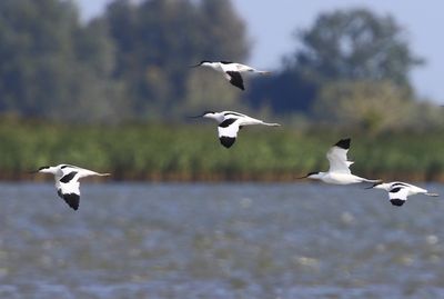 Kluten - Pied Avocets