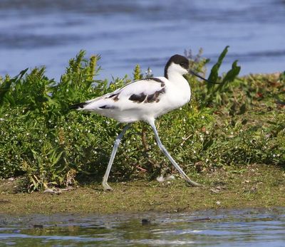 Kluut - Pied Avocet