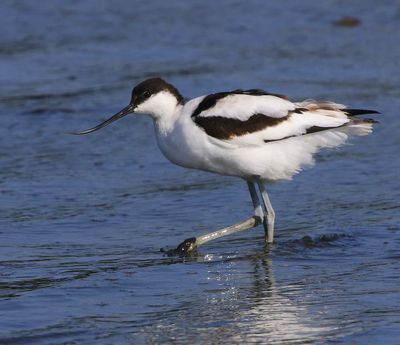 Kluut - Pied Avocet