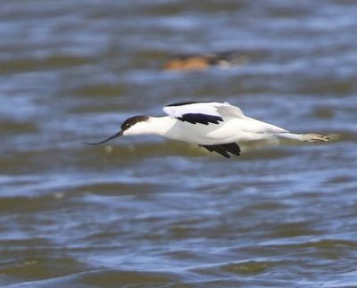 Kluut - Pied Avocet
