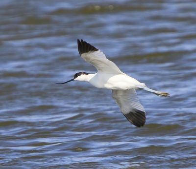 Kluut - Pied Avocet
