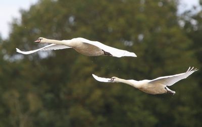 Knobbelzwanen - Mute Swans