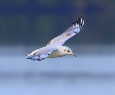 Kokmeeuw - Black-headed Gull