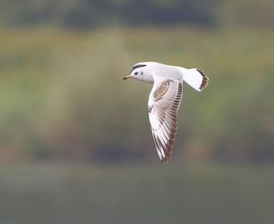 Kokmeeuw - Black-headed Gull