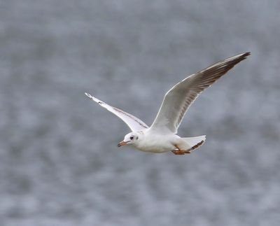 Kokmeeuw - Black-headed Gull