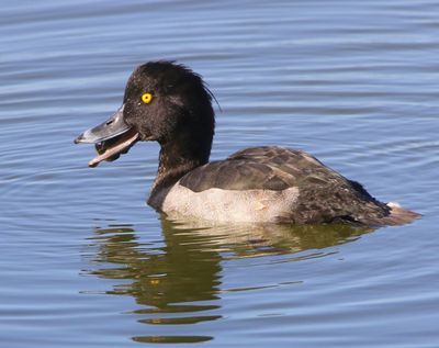 Kuifeend - Tufted Duck