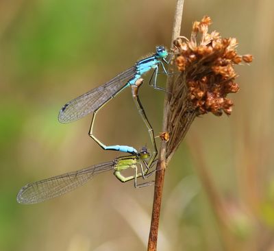 Lantaarntje - Blue-tailed Damselfly