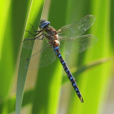 Paardenbijter - Migrant Hawker