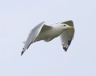 Pontische Meeuw - Caspian Gull