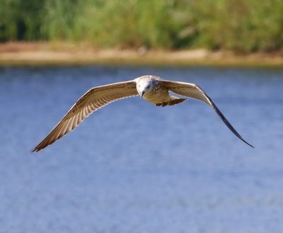 Pontische Meeuw - Caspian Gull