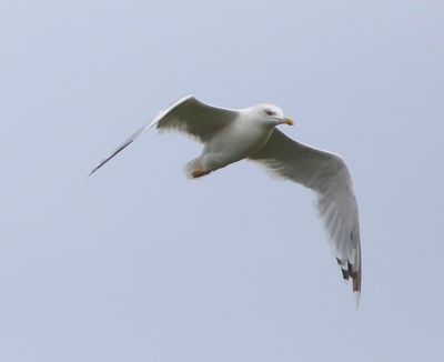 Pontische Meeuw - Caspian Gull