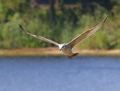 Pontische Meeuw - Caspian Gull