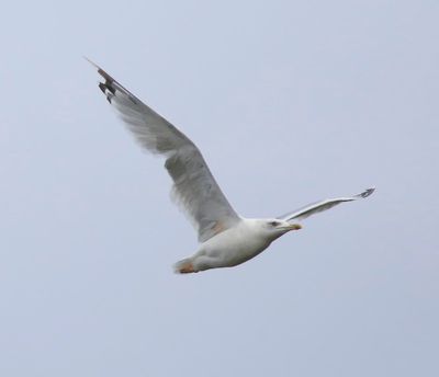 Pontische Meeuw - Caspian Gull