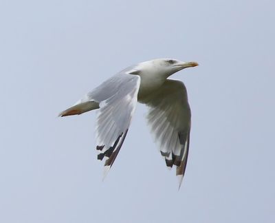 Pontische Meeuw - Caspian Gull