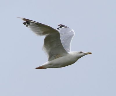 Pontische Meeuw - Caspian Gull