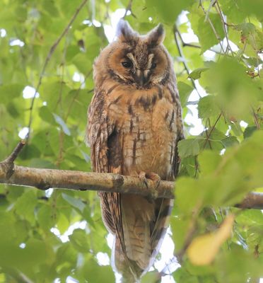Ransuil - Long-eared Owl