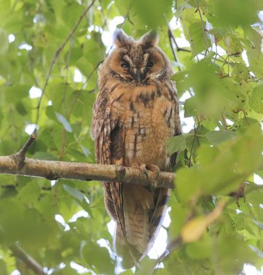 Ransuil - Long-eared Owl