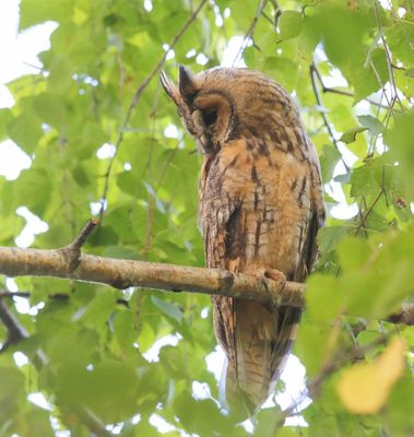 Ransuil - Long-eared Owl