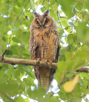 Ransuil - Long-eared Owl