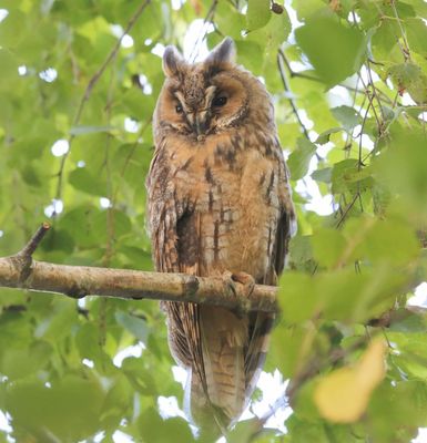Ransuil - Long-eared Owl