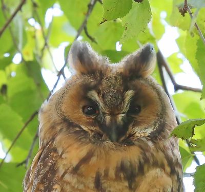 Ransuil - Long-eared Owl
