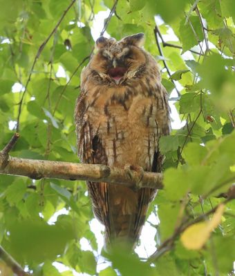 Ransuil - Long-eared Owl