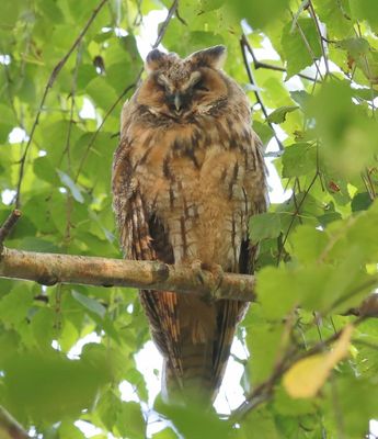 Ransuil - Long-eared Owl