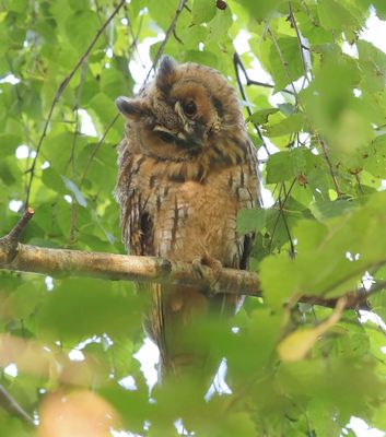 Ransuil - Long-eared Owl
