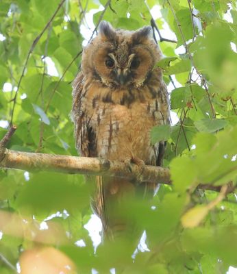 Ransuil - Long-eared Owl
