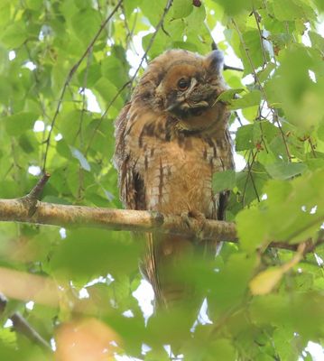 Ransuil - Long-eared Owl