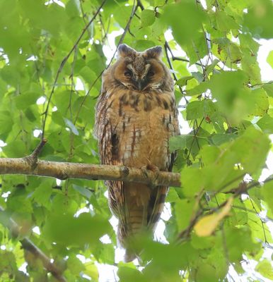 Ransuil - Long-eared Owl