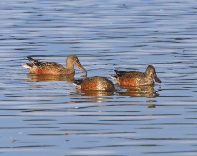 Slobeenden - Northern Shovelers
