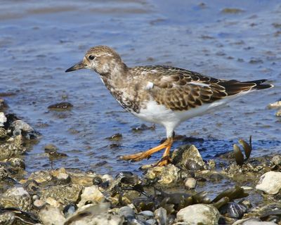 Steenloper - Ruddy Turnstone