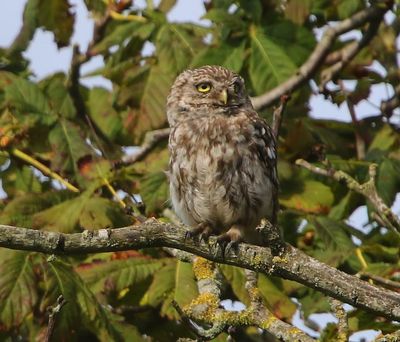 Steenuil - Little Owl