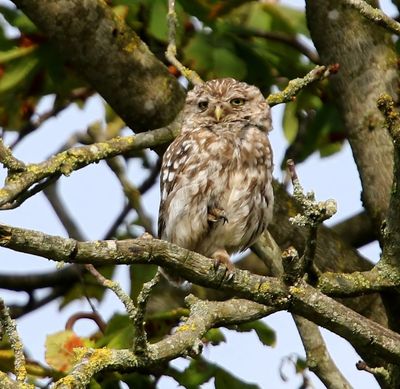 Steenuil - Little Owl