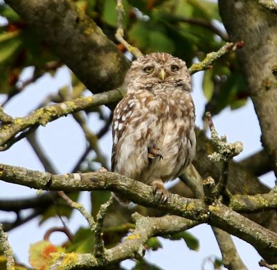 Steenuil - Little Owl