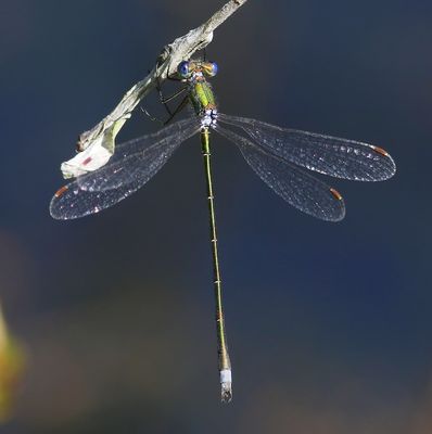 Tengere Pantserjuffer - Small Spreadwing
