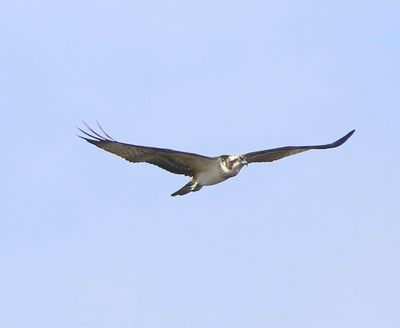 Visarend - Osprey