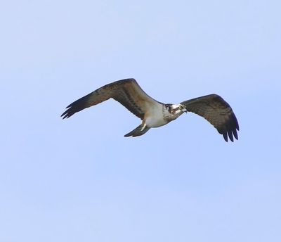 Visarend - Osprey