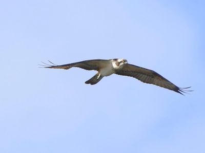 Visarend - Osprey