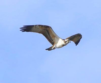 Visarend - Osprey
