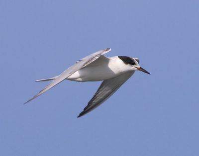 Visdief - Common Tern