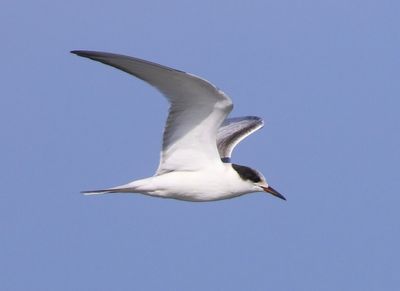 Visdief - Common Tern